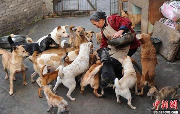 21. Çin'de fakir bir kadın başıboş köpekleri besliyor.