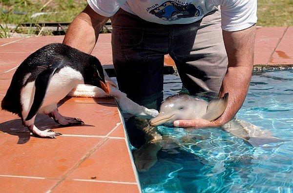 19. Uruguay'da Richard Tesoren adlı bir marina çalışanı La Plata nehri'nden kurtardığı yunusu tutarken bir diğer kazazede penguen de onları seyrediyor