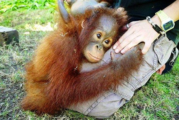 14. Borneo'da kaçak avcıların elinden kurtarılan yavru bir orangutan. Artık ona iyi bakılıyor.