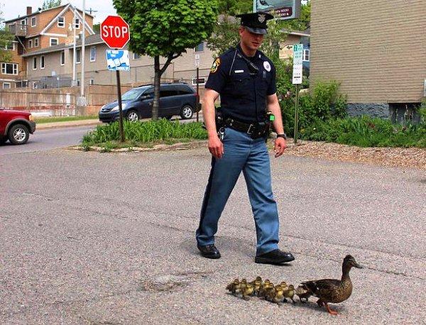 13. Florida Fort Myers Polis Departmanı'nda görevli bir memur, sokakta yürüyen ördeklere koruma amaçlı eşlik ediyor.