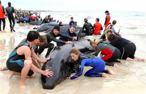 12. Avustralya'da gönüllülerden oluşan bir ekip, kıyıya vuran genç bir balinayı kurtarmaya çalışıyorlar. Ve başarıyorlar.