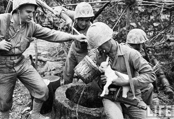 9. Amerikan donanması'ndan bir grup asker, Okinawa çarpışmalarının en şiddetli günlerinde aç-susuz kalan bir keçiye beslerken..