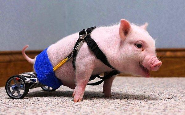 8. Florida'dalı bir veteriner olan Len Lucero, doğuştan arka bacaklarını kullanma özrü olan bu domuza tekerlek bacaklar takarak yardım eder.