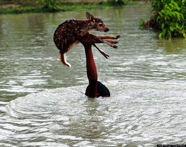 7. Bangladeş'de nehirde boğulmak üzere olan yavru geyiği kurtaran kahraman bir çocuk..