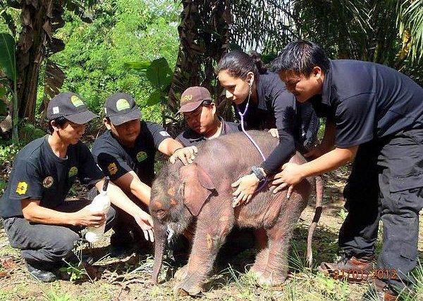 5. Tayland'lı korucular kaçak avcıların annesini öldürdüğü minik fil yavrusunu koruma altına alırlar.
