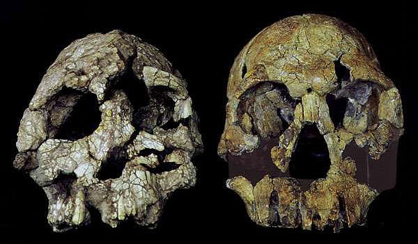 38. Antropolog Gen Suwa, Australopithecus Ramidus'a ait 4.4 milyon yaşında bir diş buldu.