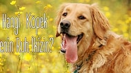 Hangi Tür Köpek Senin Ruh İkizin?