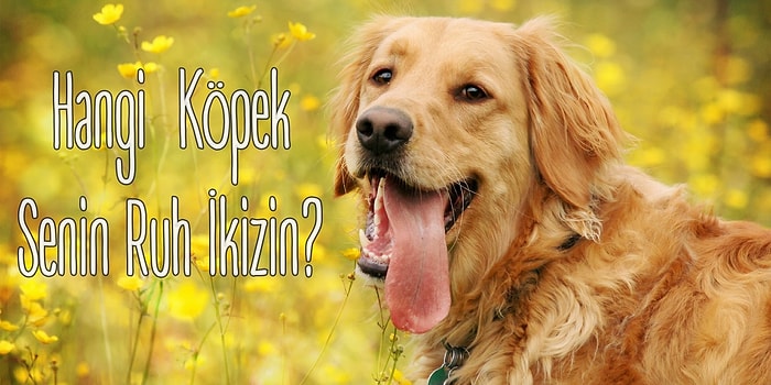 Hangi Tür Köpek Senin Ruh İkizin?