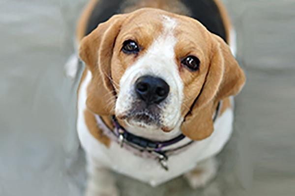 Tam Bir Süperstar: Beagle!