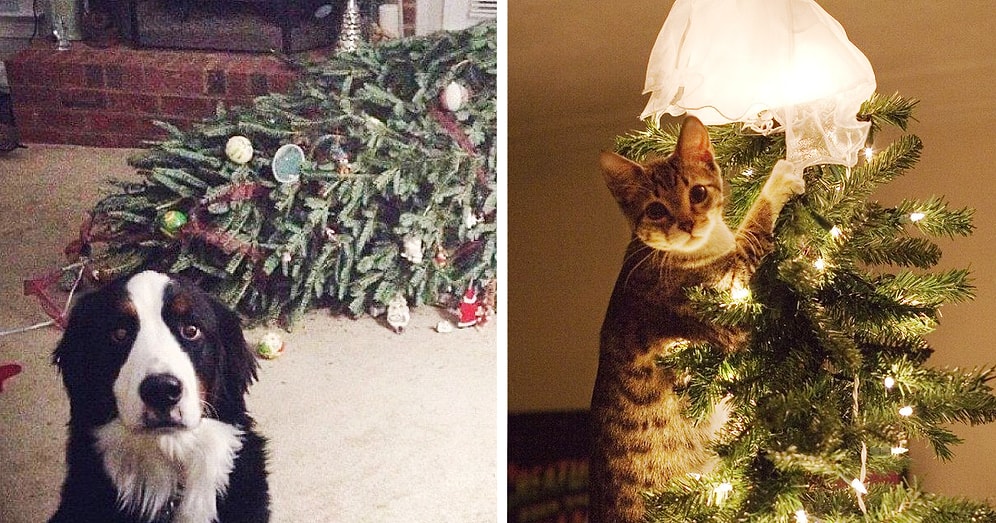 Yılbaşı Gecesini Tam Bir Kabusa Çeviren 14 Kedi ve Köpek
