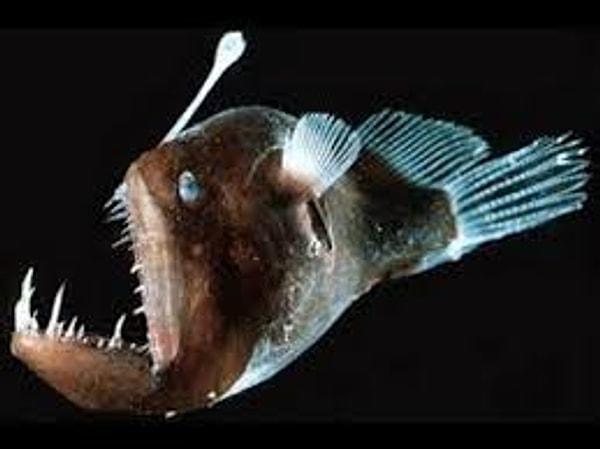 7. derin deniz fener balığı