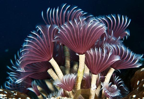 6. giant tube worm