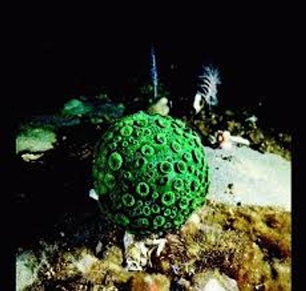 4. green globe sponge