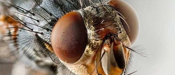 6-) Yalnızca 24 saat yaşadıkları düşüncesinin aksine,  kara sinekler aslında 1 ay kadar yaşayabilirler.
