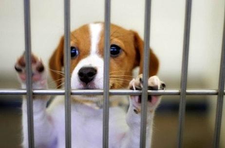 Petshoplarda Hayvan Satışının Yasaklanması İçin 5 Neden