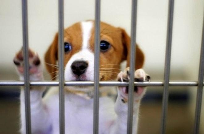 Petshoplarda Hayvan Satışının Yasaklanması İçin 5 Neden