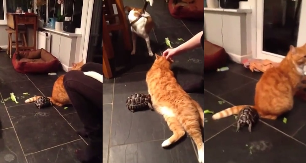 Kediye Seri Şekilde Kafa Atan Kaplumbağa