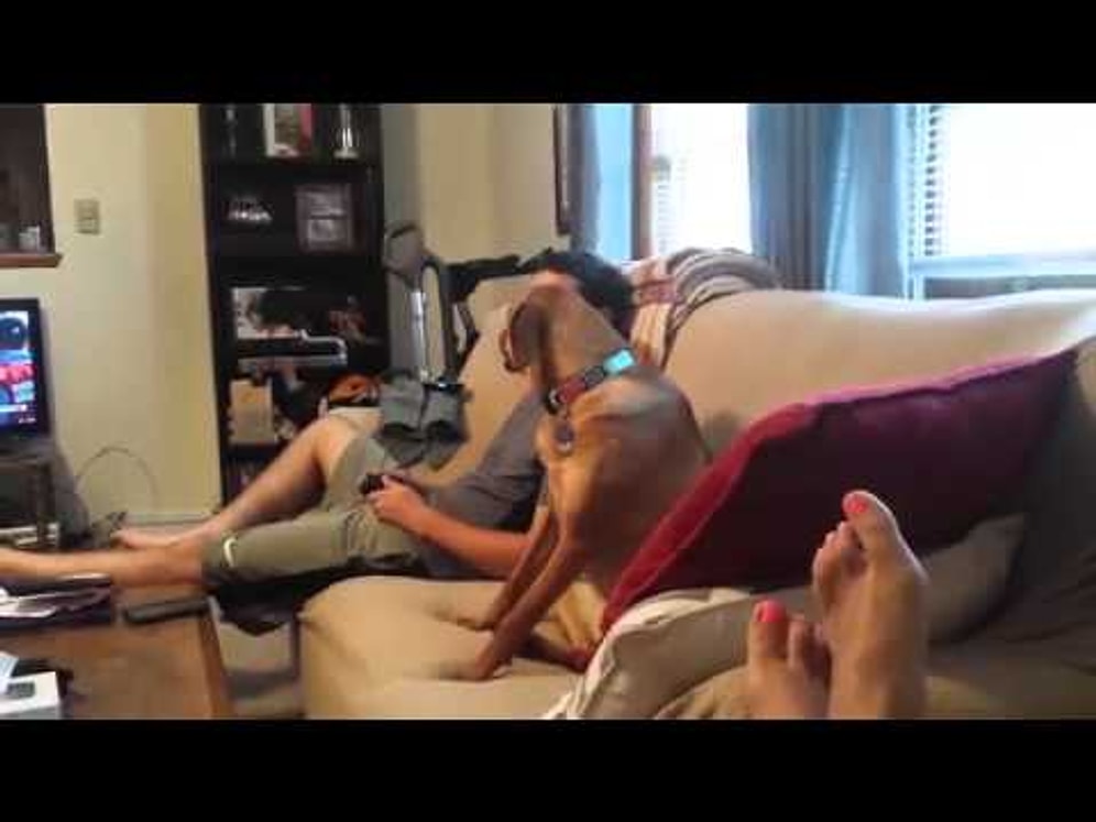 Köpek ve Sahibi Arasındaki İlginç Diyalog