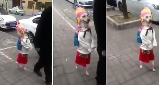 İnsandan Bi Farkı Yokmuş Gibi Yüreyen Köpek