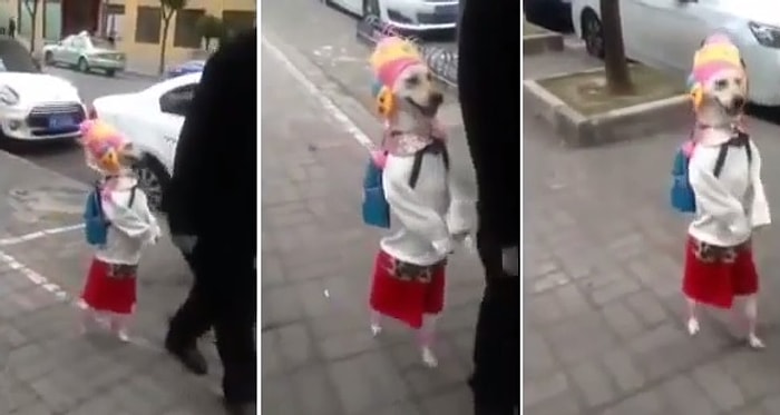 İnsandan Bi Farkı Yokmuş Gibi Yüreyen Köpek