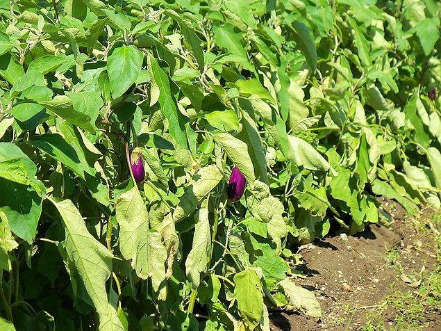 10. Olgunlaşmamış patlıcanda bulunan zehirleyici etkiye sahip "solanin" maddesinin patlıcanın pişmesiyle yok olması bize, çiğ insanlardan uzak durmamız gerektiğinin gösterir.