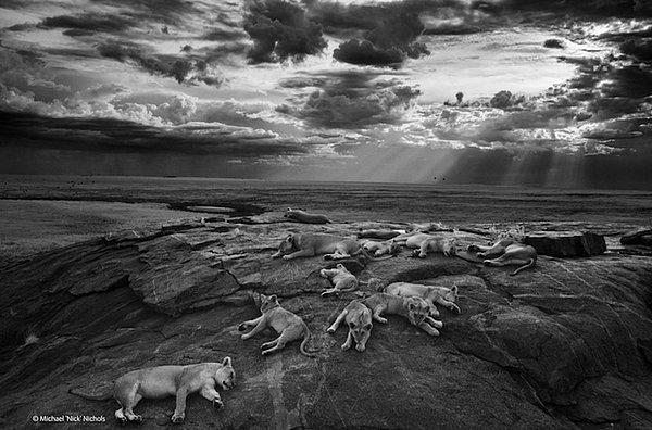 7. Serengeti Ulusal Parkı'nda aslanlar - Michael 'Nick' Nich
