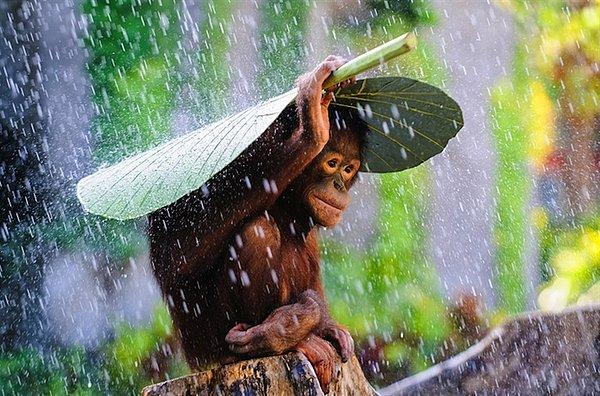 20. Kendini yağmurdan korumak isteyen orangutan muz yaprağını kullanıyor - Andrew Suryono