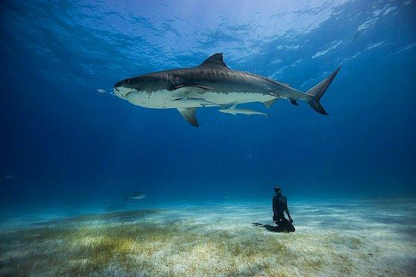 26. Köpek balığı ile dalış - Eusebio Saenz