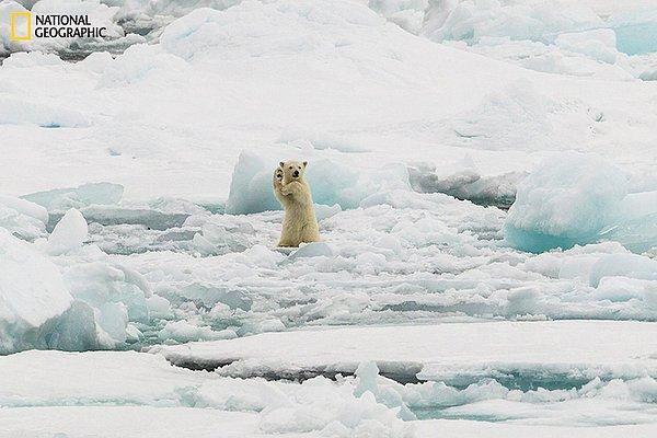 27. Beşlik çakan kutup ayısı - Colin Mackenzie