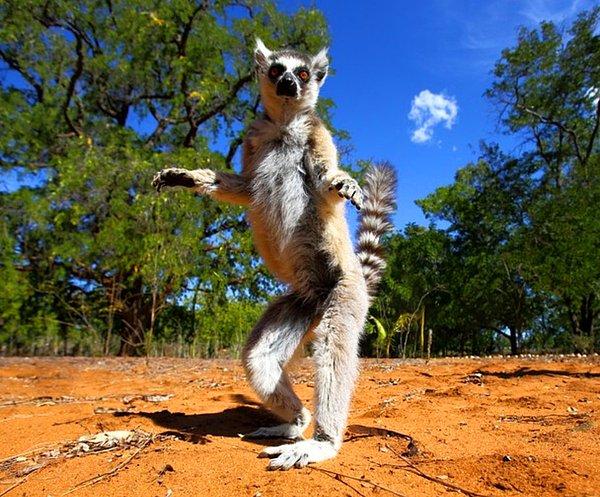 117. Madagaskar. Berenti Ulusal Parkı