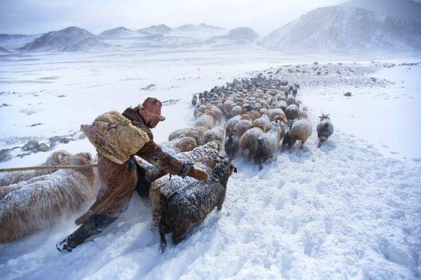 118. Altay Dağları, Bayan Olgii Aimag, Mongolistan