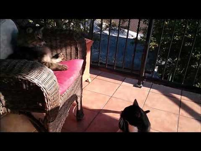 İçindeki Şiddet Eğilimini Ani Hareketle Dışarı Vuran Kedi