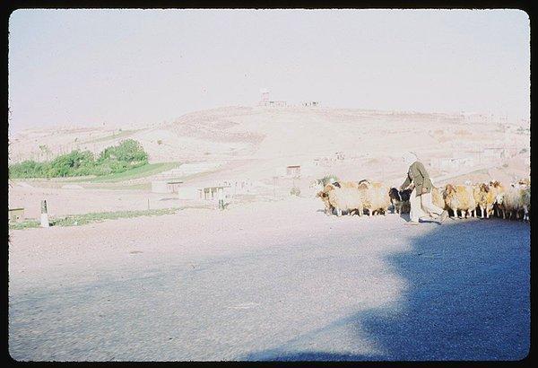 20. Şam otobanlarında karşınıza koyunlar çıkabilir.