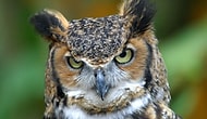 Kızılderili Astroloji Sistemine Göre Burcunuzu Öğrenin!