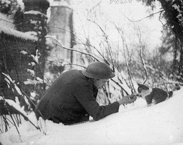 11. İngiliz Askeri ile Selamlaşan Minik Kedi