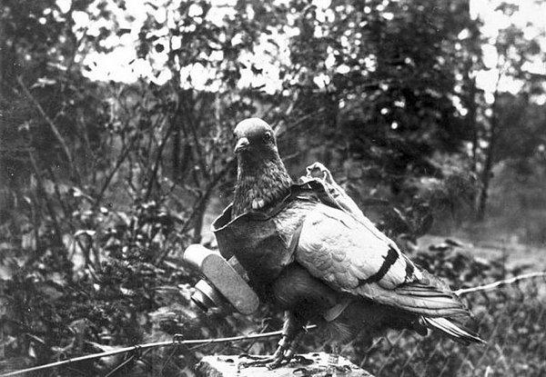 12. Savaş Esnasında Fotoğrafçı Olarak Kullanılan Posta Güvercini