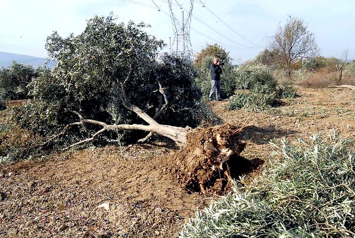 Yırca'da 6 Bin Ağacı Söken Kolin'in Patronuna Göre, Tepkiler 'Doğalgaz Lobisi'nin İşi