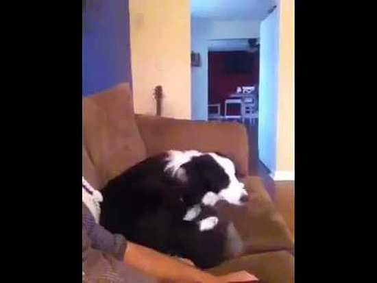 Köpeğin Sahibine Kendini Affettirme Çabaları