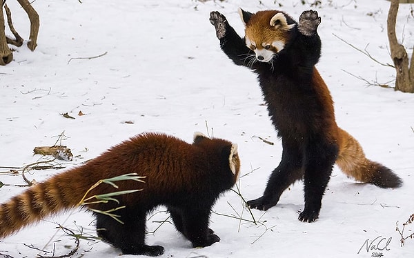 1. Две спорящие красные панды