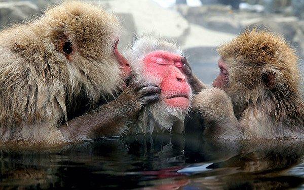 2. Makak maymunlarının sıcak kaynak suyunda temizlik keyfi.