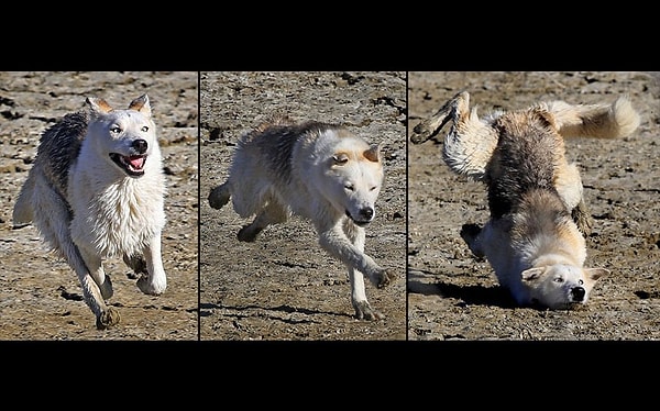 3. Голодный пес в плоскогорье Узундере, Турция