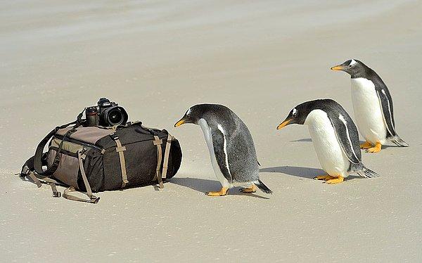 6. Falkland Adaları'nda bir grup meraklı penguen...