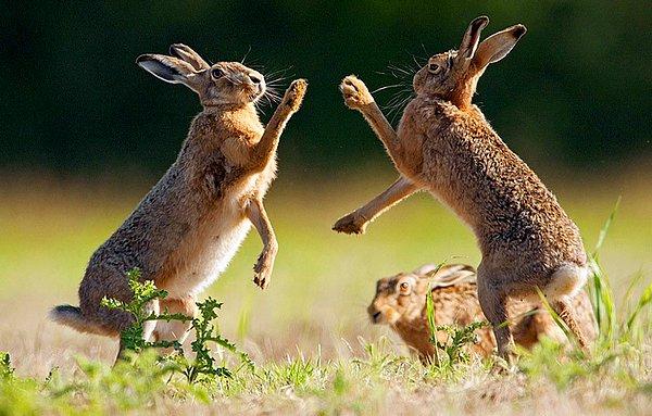 8. Tavşanların boks maçı.