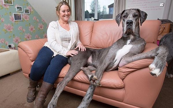 9. 18 aylık Freddy, Britanya'nın en büyük köpeği. Nam-ı diğer 'Essex Dükü'