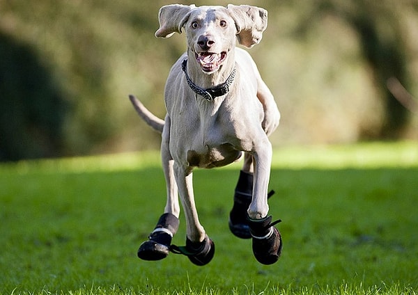 14. Собака породы Веймаранер радуется новым ботинкам