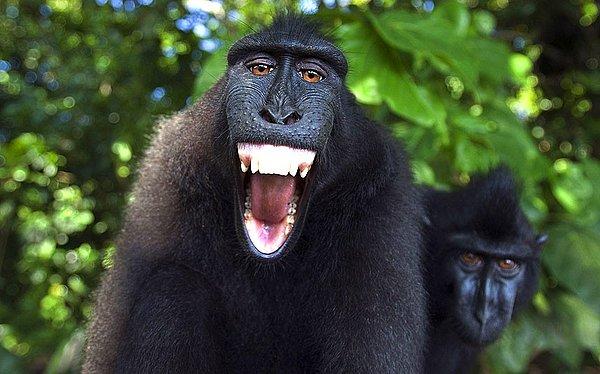 17. Bölgesine fazlaca yaklaşan bir erkeği dişlerini göstererek uyaran Makak maymunu.