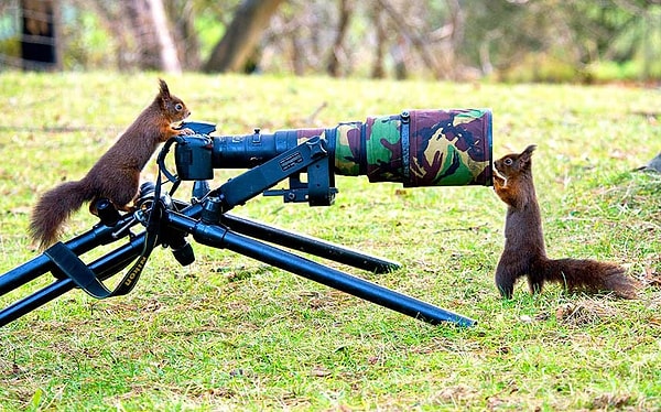 18. Кажется этим двум любопытным белкам понравилась их новая игрушка