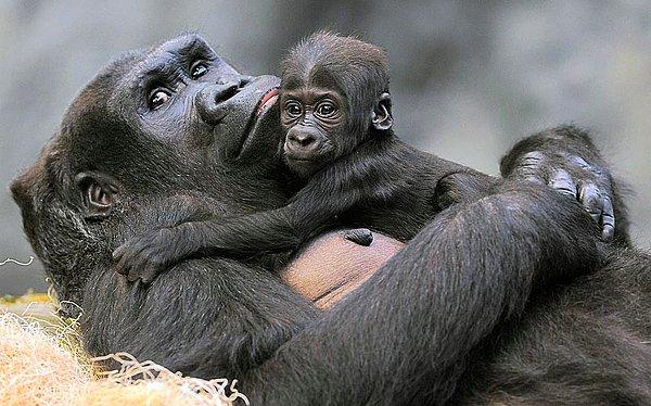 23. Koola adlı dişi goril, 4 aylık yavrusuna sarılırken...