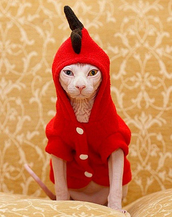 26. 'Çekici Prens' diye tanınan Sfenks kedisi, yeni kostümüyle hava atıyor...