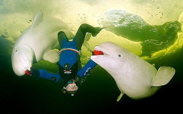 30. Bir çift Beluga Balinası dalgıçla oyun oynuyor...
